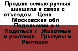 Продаю семью ручных шиншилл в связи с отъездом › Цена ­ 4 000 - Московская обл., Подольский р-н, Подольск г. Животные и растения » Грызуны и Рептилии   